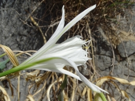 2018-Creta Pancratium maritimum (15)