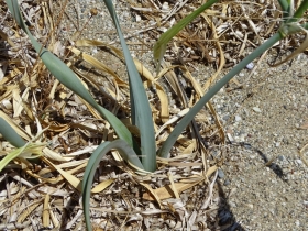 2018-Creta Pancratium maritimum (17)