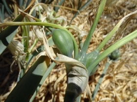 2018-Creta Pancratium maritimum (18)