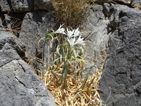 2018-Creta Pancratium maritimum (22)