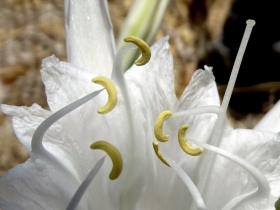 2018-Creta Pancratium maritimum (23) - Copia