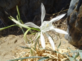 2018-Creta Pancratium maritimum (26)