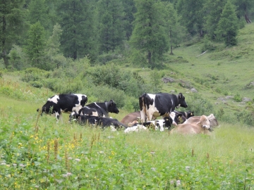 2012-07-04 passo del frate monte corona 118.jpg