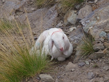 2022-08-03-passo-del-Sellerino-e-Vivione-90