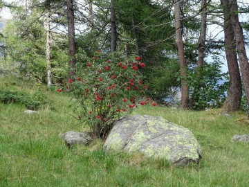 2022-08-03-passo-del-Sellerino-e-Vivione-96