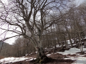 2017-02-26 passo Zeno e Cocca Bassa (15)