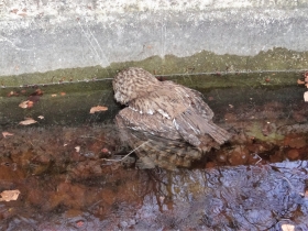 2017-02-26 passo Zeno e Cocca Bassa (63)