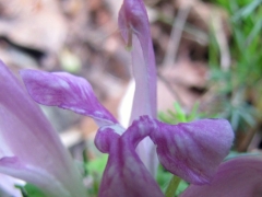 Pedicularis acaulis