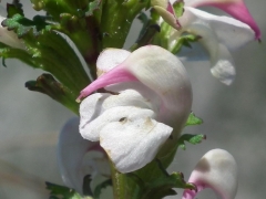 Pedicularis ascendens x rostrato-capitata