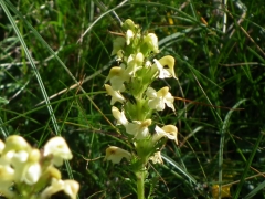 Pedicularis ascendens