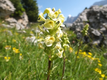 2014-07-19-passo-Sella-fiori-50