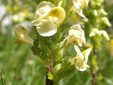 2014-07-19-passo-Sella-fiori-50a