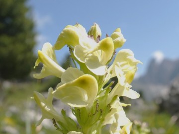 2014-07-19-passo-Sella-fiori-50b