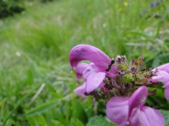 Pedicularis giroflexa