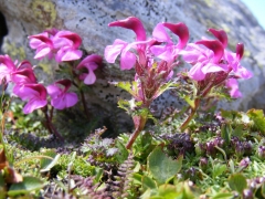 Pedicularis kerneri