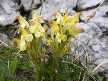 2009-06-07 Monte Caplone 035