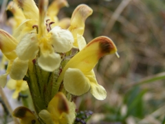 Pedicularis oederi