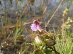 Pedicularis palustris