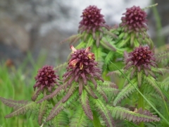 Pedicularis recutita