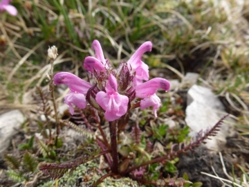 Pedicularis rosea Grtnerkofel (1)
