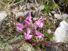 Pedicularis rosea