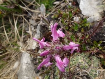 Pedicularis rosea Grtnerkofel (3)