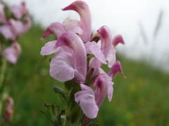 Pedicularis rostrato-capitata