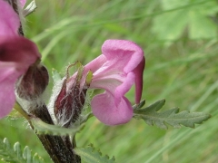 Pedicularis rostrato-spicata