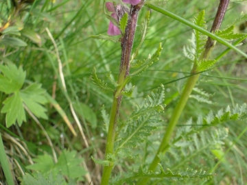 2014-07-27 Monte Frerone_Val Fredda (47)