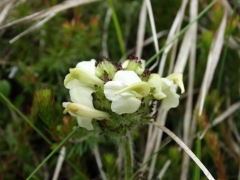 Pedicularis tuberosa