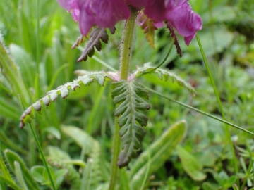 201-06-28 L'ozio e zendola 038