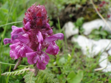 201-06-28 L'ozio e zendola 039