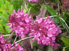 Pedicularis verticillata