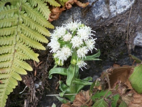 farfaraccio bianco Petasites albus valbreguzzo 4-mar-07 (1)
