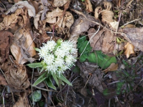 farfaraccio bianco Petasites albus valbreguzzo 4-mar-07