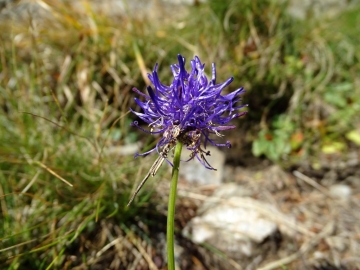 2014-10-18 laghi Torena (4)