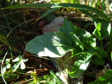 2014-10-18 laghi Torena (9)