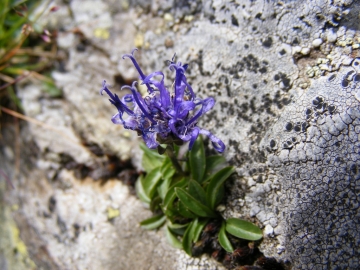 2008-07-26 punta monticelli 041