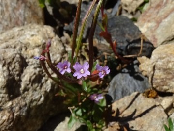 2022-07-13-Piz-La-Stretta-o-Breva-88