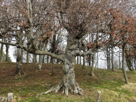 2018-04-08 Pizzo Cerro e Castel Regina 014