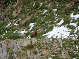 2017-07-02 pizzo Farno da Mezzeno (38)