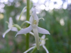 Platanthera bifolia