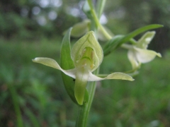 Platanthera clorantha