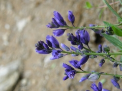 Polygala alpestris