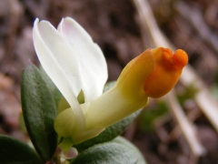 Polygala chamaebuxus