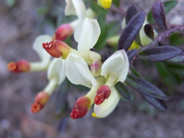 2008-03-22 pescarzo nistabol pisellino polygala chamaebuxus (6)