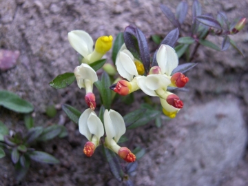 2008-03-22 pescarzo nistabol pisellino polygala chamaebuxus (9)