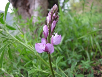 2009-04-19 corno nero vesio 241