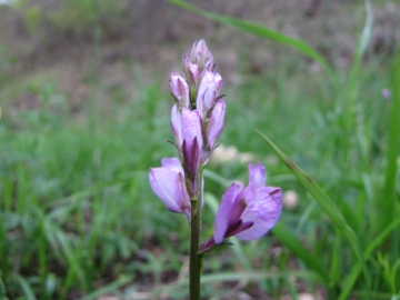 2009-04-19 corno nero vesio 243