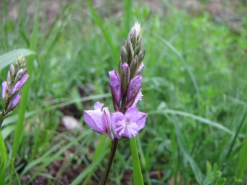 2009-04-19 corno nero vesio 244
